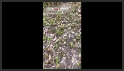 Couple fucking in the forest, extremely enjoyable