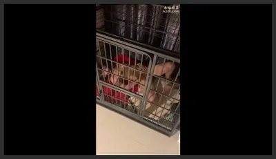 把妹子囚禁在笼子里调教