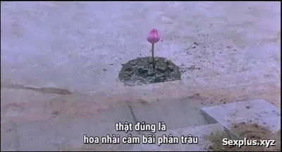 Sex And Zend – The Carnal Prayer Mat – A Super Hot 18+ Vietnamese Subtitled Film